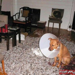 post-funny-pics-0190