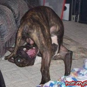 post-funny-pics-1000