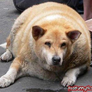 post-funny-pics-0358