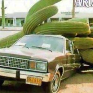 cactus accident