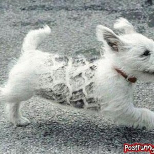 post-funny-pics-0218