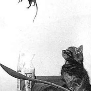 catapult