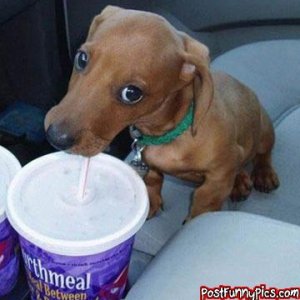 post-funny-pics-0504