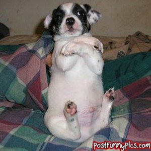 post-funny-pics-0573