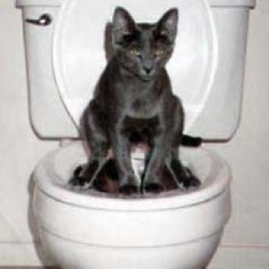 Media 'post-funny-pics-0723' in category 'Funny Pictures'