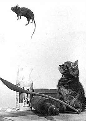 catapult