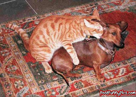 post-funny-pics-0201