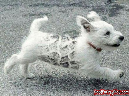 post-funny-pics-0218