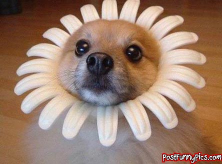 post-funny-pics-0230