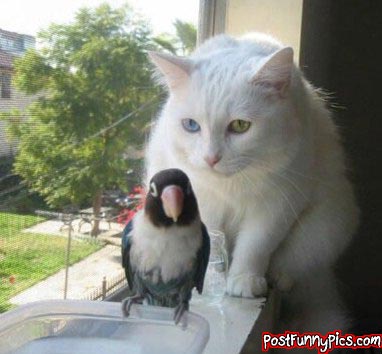 post-funny-pics-0450
