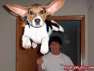 post-funny-pics-0605