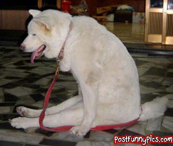 post-funny-pics-0635
