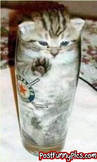 post-funny-pics-0848