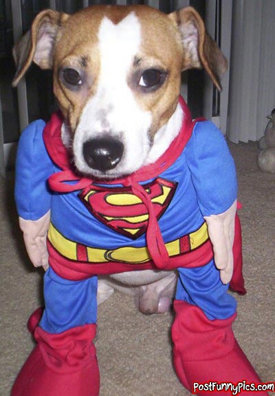 post-funny-pics-0897