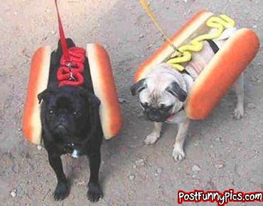 post-funny-pics-0924