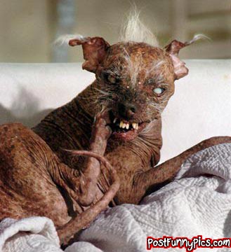 post-funny-pics-0941